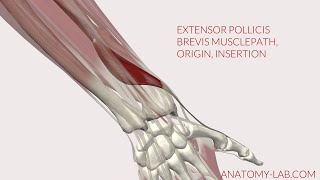 Extensor Pollicis Brevis Musclepath Origin Insertion 3D Animation [upl. by Akirdna718]