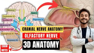 cranial nerve anatomy  olfactory nerve anatomy  first cranial anatomy  neuroanatomy [upl. by Fording]