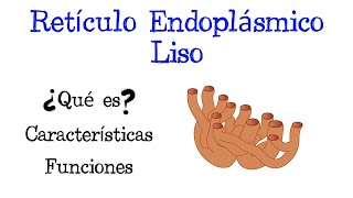 🌐 ¿Qué es el Retículo Endoplásmico Liso 💥 Funciones Fácil y Rápido  BIOLOGÍA [upl. by Aisat]