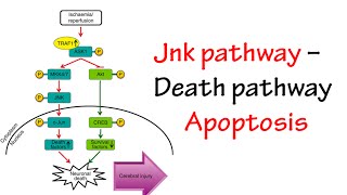 Jnk Pathway [upl. by Tiras447]