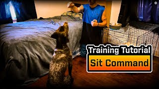 Dog Training Clicker Method  Sit Training  Training Basics shorts [upl. by Lindahl]