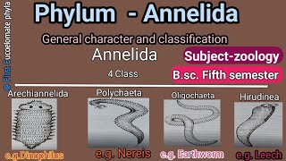 Annelida general character Bsc 5th semester zoology [upl. by Solnit748]