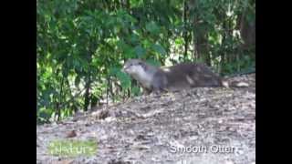 A Learning Journey to Sungei Buloh Wetland Reserve [upl. by Adnilemre]