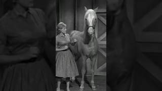 Mister Ed Brilliant or Dumb TV [upl. by Gustavus]