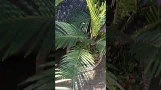 New way date plant grow in my gardenshort youtube [upl. by Casaleggio19]