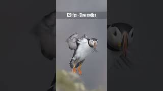 Le macareux moine  120 fps slow motion VS real time photographieanimaliere nikon terreneuve [upl. by Nerw895]