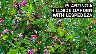 A Creative Plant for Your Hillside Garden  Lespedeza [upl. by Luckett]