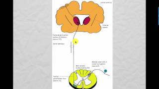 Lecture 2 CNS 2017 [upl. by Ahsir]