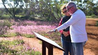 Destination WA  Mingenew Wildflowers [upl. by Noland99]