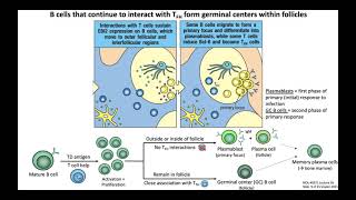 Lecture 5b B Cell Signaling  Activation [upl. by Cormac]