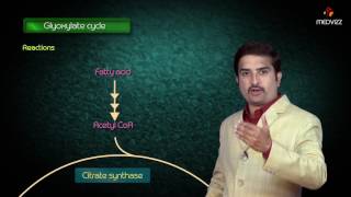 Glyoxylate cycle  Biochemistry MBBS Lectures  Dr G Bhanu prakash [upl. by Bove906]