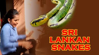 Snakes of Sri Lanka [upl. by Lemej382]