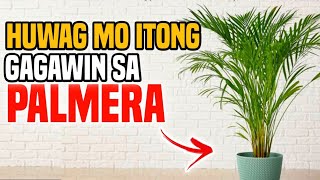 HUWAG NA HUWAG MO ITONG GAGAWIN SA PALMERA O ARECA PALM MAMALASIN KA [upl. by Darrelle]