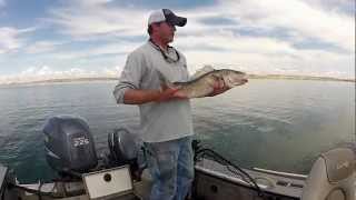 Huge Fort Peck Walleye [upl. by Animsaj]