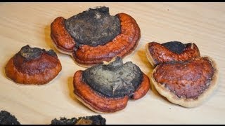 How to identify Chaga Mushrooms Red Belted Polypore Mushrooms Hemlock Varnish Shelf [upl. by Laved]