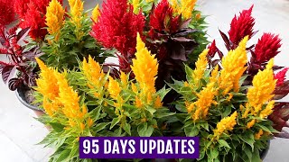 Know How to Grow n Care for Celosia Plants  Complete GUIDE [upl. by Anasxor]