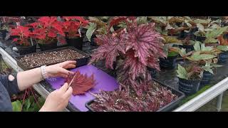 Begonia Rex Propagation By Lynne Dibley [upl. by Anairdna601]