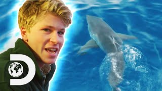 Robert Irwin Swims With Great White Sharks For The First Time  Crikey Its Shark Week [upl. by Jennica]