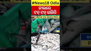 ଜାଲରେ ପଡୁଛି ଟନ୍ ଟନ୍ ଇଲିସି  Digha Hilsa Fish  Tons of Hilsa fish caught at Digha  Odia News [upl. by Leonsis]