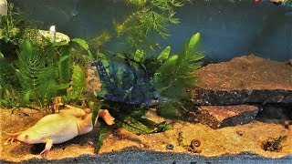 African Clawed Frog Tank Setup amp Care Xenopus laevis [upl. by Goldberg728]