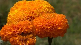 Beautiful Flowers  Tagetes Erecta  African Marigold Orange Color [upl. by Hgalehs]