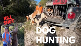 Opening Week Deer Dog Hunting 2024 [upl. by Eecyac175]