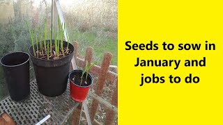 Seeds to sow in January and jobs to do  UK Allotment Zone 8 [upl. by Arlan73]