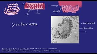 Digestive tissues and cells  Cell specialisation  meriSTEM [upl. by Calandria]