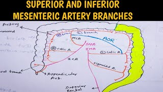 Superior Mesenteric Artery and Inferior Mesenteric Artery branches With Diagram  In Hindi [upl. by Berhley]