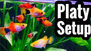 Platy Fish Tank Setup and Requirements [upl. by Terpstra]