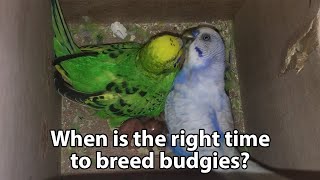 When are budgies ready to breed breeding condition [upl. by Frangos]