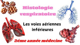 HISTOLOGIE RESPIRATOIRE  Les voies aériennes inférieures 2éme année médecine [upl. by Chucho]