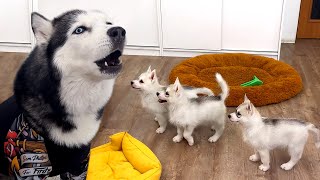 Talking Husky Teaches Tiny Puppies to Sing [upl. by Naawaj563]