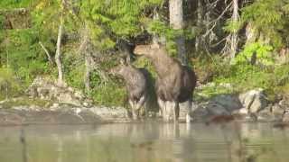 Moose cow and calf trying to get rid off the dog by swimming over lake [upl. by Odysseus]