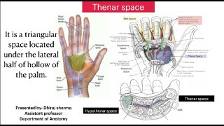 Thenar space  Anatomy of Thenar space  Space of hand [upl. by Sitruc]