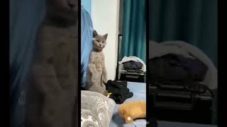 funny cat dog video monkey funny moments 🤣 😂🤣😂 [upl. by Bronnie674]