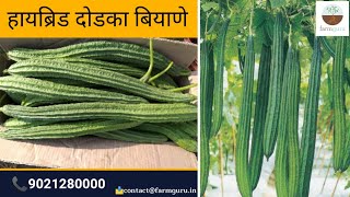 तिन्ही ऋतूमध्ये लागवडीसाठी उपयुक्त दोडका बियाणे  Ridge Gourd  लतिका वाण farmguru agriculture [upl. by Einahpats912]