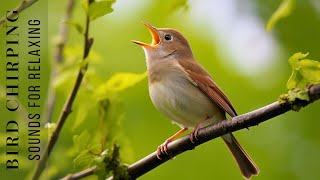 Bird Chirping Sounds  AntiStress Therapeutic Nature Sounds Birdsong Relaxation Bird Singing [upl. by Letram340]