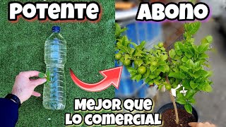 TEN tu ÁRBOL de LIMÓN lleno de FLORES y FRUTOS Gracias a este ABONO CASERO PARA CÍTRICOS y Plantas [upl. by Anytsyrk]