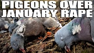 Pigeons over January Rape [upl. by Nehgem]