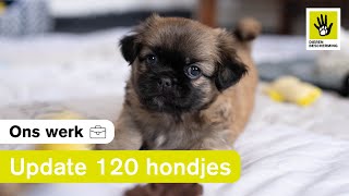 Hoe is het nu met de 120 verwaarloosde honden [upl. by Humph115]