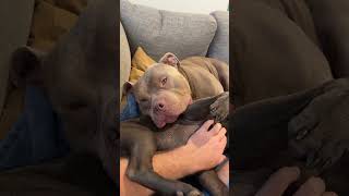 There’s always two kinds of dogs americanbully staffy dog dogs puppy doglife newzealand [upl. by Nashbar]