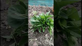 Method for planting tamaro seedling [upl. by O'Neill]