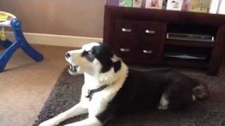 Hilarious Siberian Husky dog talking and singing saying i love you [upl. by Lubin]