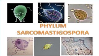 Subphylum MastigophoraPhylum Sarcomastigophora protozoa zoologistbiologywildzoologistprotista [upl. by Corell304]