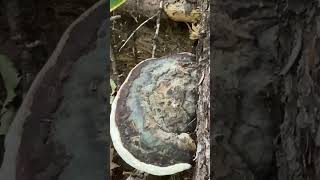 A Fomitopsis ochracena bracket fungus fungi [upl. by Tterej]