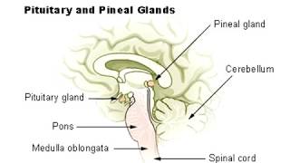 Pineal Gland Calcification  How To Decalcify The Pineal Gland [upl. by Ardnikat288]