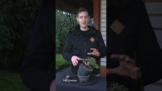 Creating a Juniper Bonsai tree [upl. by Rehtaeh]