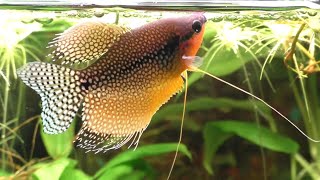 Pearl Gouramis Preparing To Lay Eggs [upl. by Kial]