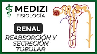 Fisiología Renal  Reabsorción y secreción tubular renal Introducción IGdoctorpaiva [upl. by Eyssej]